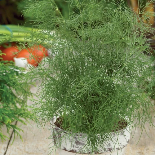 Koper doniczkowy Ella – nasiona Kiepenkerl