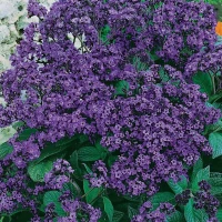 Kwiat wanilii Vanillezauber - nasiona Kiepenkerl