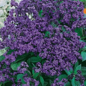 Kwiat wanilii ‘Vanillezauber’ – nasiona Kiepenkerl – intensywnie pachnące kwiaty na balkon i rabaty