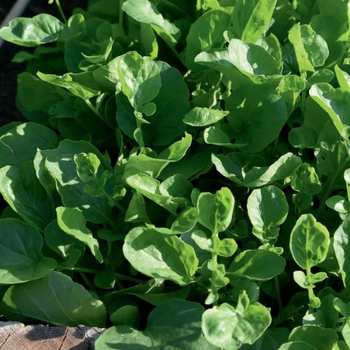 Gorczycznik wiosenny Barbarakrau – nasiona Kiepenkerl