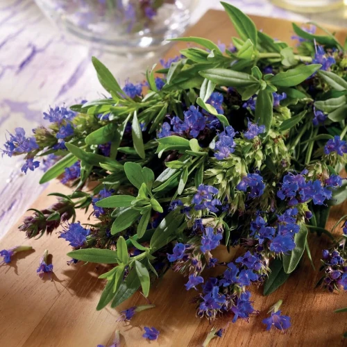 Hyzop lekarski Ysop – nasiona Kiepenkerl