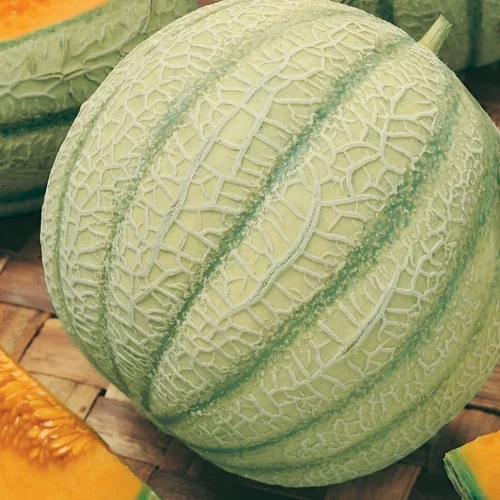 Melon cukrowy Stellio F1 – nasiona Kiepenkerl