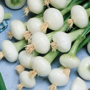 Cebula De la Reine 'Weiße Königin' – Nasiona – Kiepenkerl