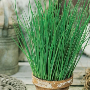 Szczypiorek 'Staro' – Nasiona – Kiepenkerl