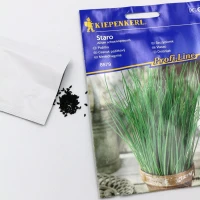 Szczypiorek Staro – nasiona Kiepenkerl foto