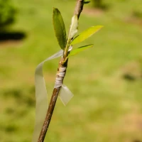 Paski do okulizacji i szczepienia roślin foto 5