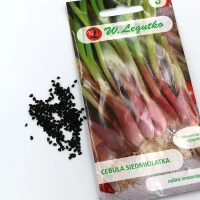 Cebula Siedmiolatka Winter Nest 2 g Legutko foto