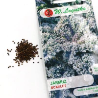 Jarmuż Czerwony Scarlet 1 g Legutko foto