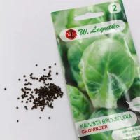 Brukselka Groninger 1 g Legutko foto