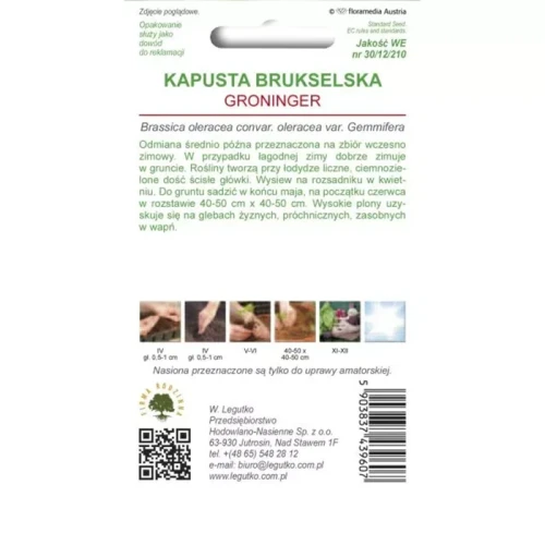 Brukselka Groninger 1 g Legutko tył