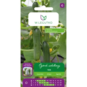 Ogórek szklarniowy ‘Iwa’ – nasiona partenokarpiczne sałatkowe do tuneli – Legutko