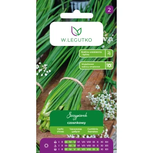 Szczypiorek czosnkowy – intensywny aromat czosnku, roślina użytkowa i ozdobna – nasiona Legutko