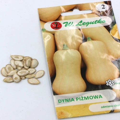 Dynia Piżmowa Butternut 2 g Legutko nasiona foto