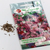 Werbena o Pędach Zwisających 0,3 g Legutko nasiona foto