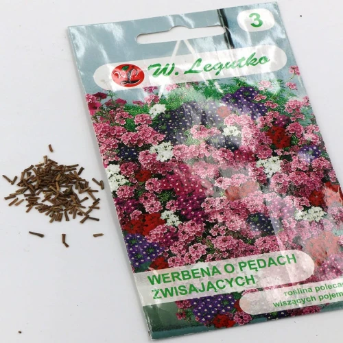 Werbena o Pędach Zwisających 0,3 g Legutko nasiona foto