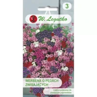 Werbena o Pędach Zwisających 0,3 g Legutko nasiona przód