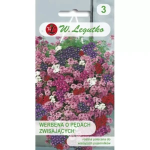 Werbena o pędach zwisających – długie kwitnienie do pojemników i skrzynek – nasiona Legutko