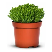 Hebe Green Globe Zimozielone - 9 szt. pakiet