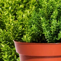 Hebe Green Globe Zimozielone 3