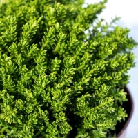 Hebe Green Globe Zimozielone 2