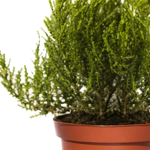Hebe Imbricata Dachówkowate 2