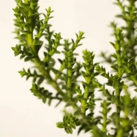 Hebe Imbricata Dachówkowate 4