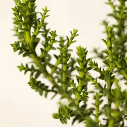 Hebe Imbricata Dachówkowate 4