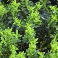 Hebe Imbricata Dachówkowate 5