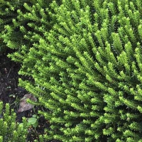 Hebe Imbricata Dachówkowate 6