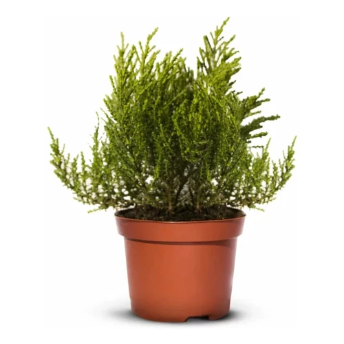 Hebe Imbricata Dachówkowate - 20 szt. pakiet