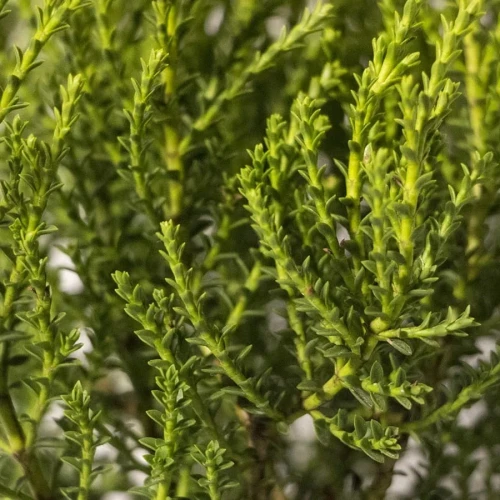 Hebe Imbricata Dachówkowate 3