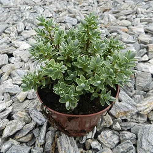 Hebe Veronica Zimozielone 5