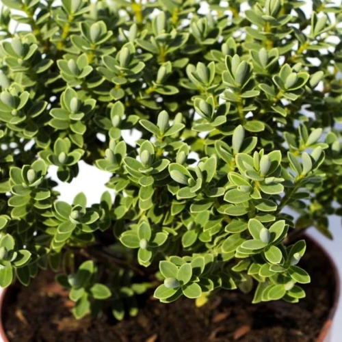 Hebe Veronica Zimozielone 3