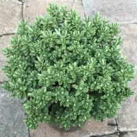 Hebe Veronica Zimozielone 4