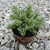 Hebe Veronica Zimozielone 5