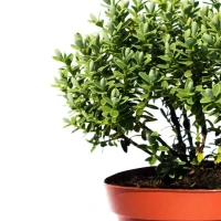 Hebe Veronica Zimozielone 2