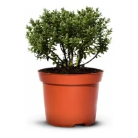 Hebe Veronica Zimozielone - 30 szt. pakiet