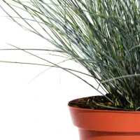 Kostrzewa sina – niebieska trawa 2