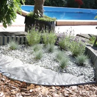 Kostrzewa sina – niebieska trawa 5