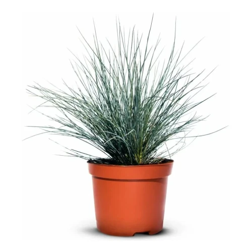 Kostrzewa sina – niebieska trawa - 20 szt. pakiet