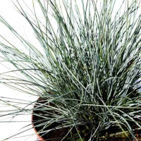 Kostrzewa sina – niebieska trawa 3