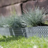 Kostrzewa sina – niebieska trawa 4