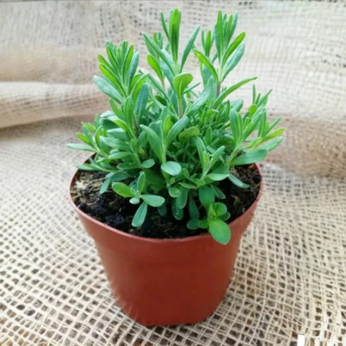 Lawenda sadzonki 3