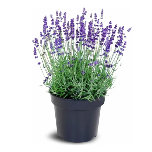 Lawenda sadzonki - 30 szt. pakiet