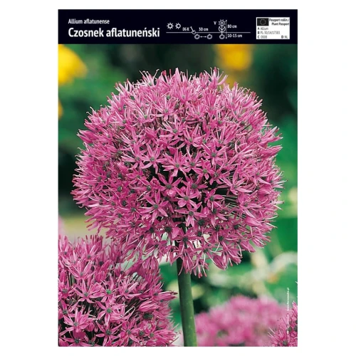 Czosnek Aflatuneński 1 szt.