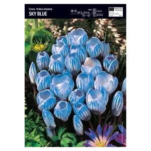 Krokus Sky Blue – 3 cebulki – wczesne niebiesko-białe kwiaty wiosną – Benex
