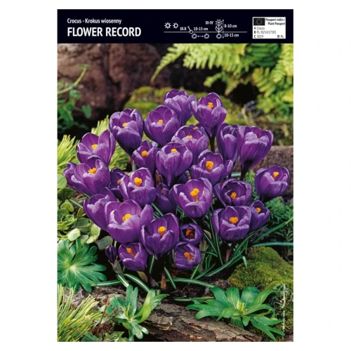 Krokus Wielkokwiatowy Flower Record 3 szt.