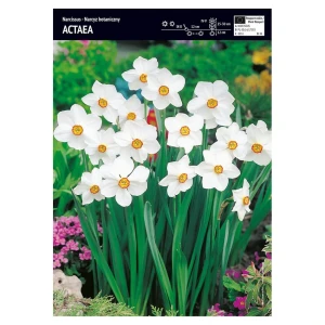Narcyz – 3 szt. – 'Actaea'