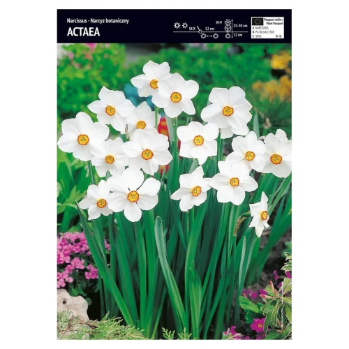 Narcyz – 3 szt. – Actaea