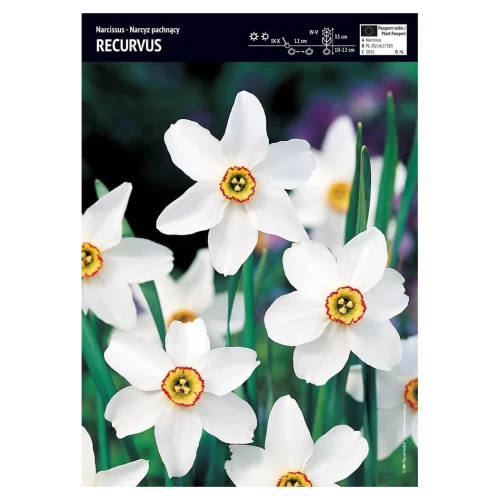 Narcyz – 3 szt. – Recurvus
